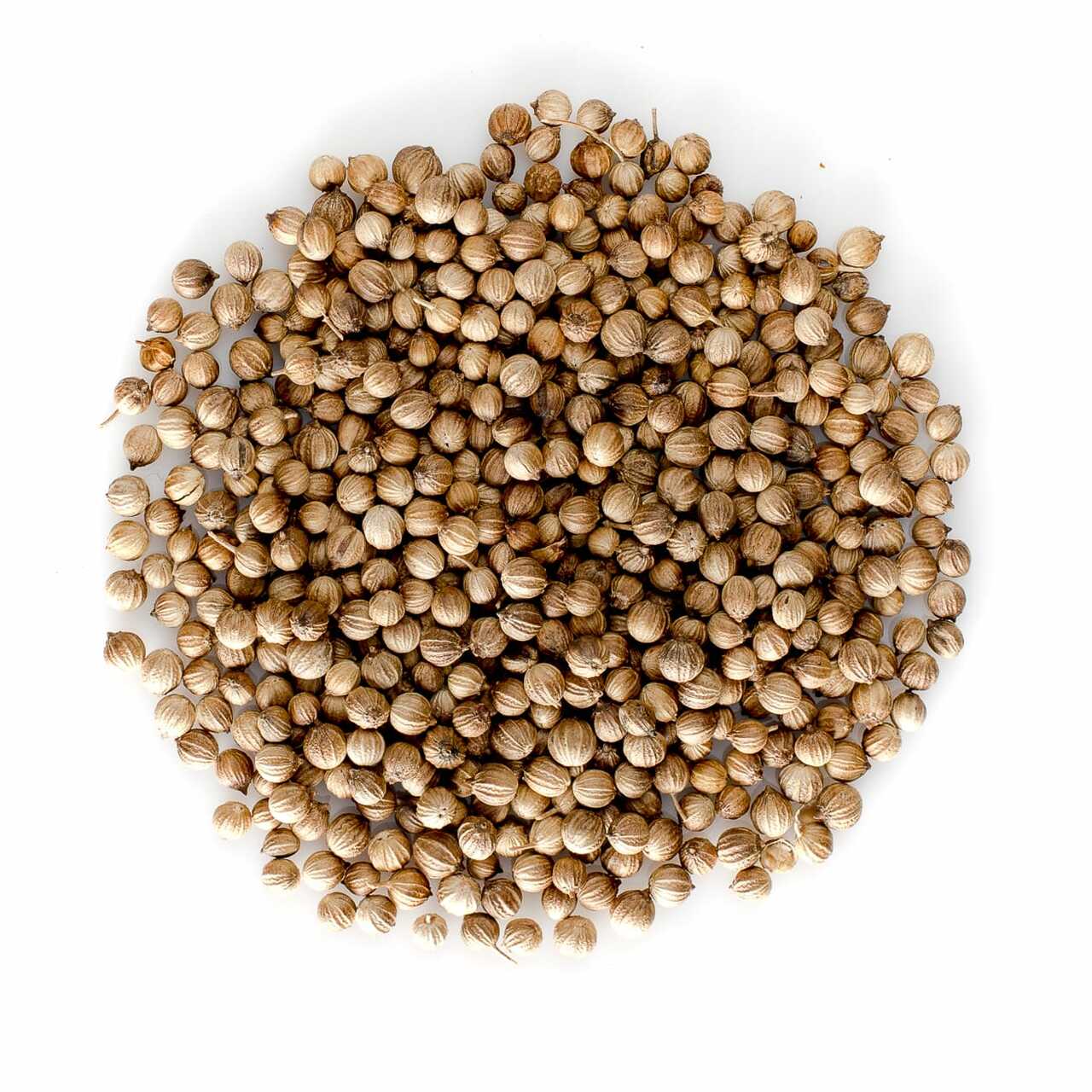 Coriander - Kişniş